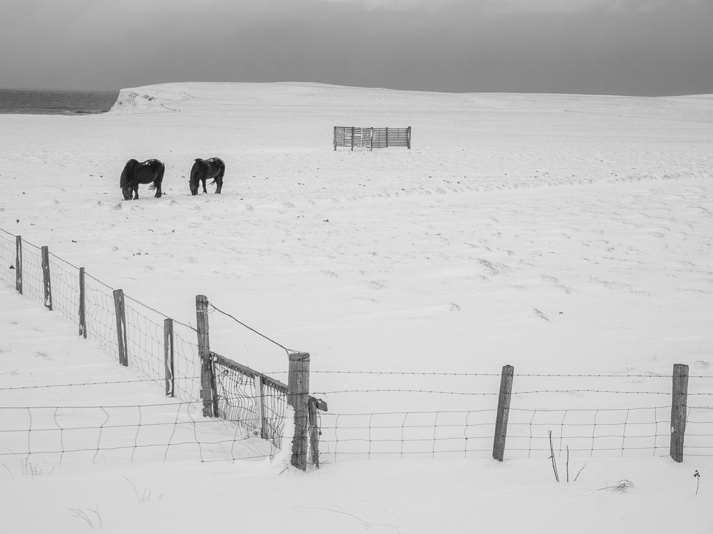 Pentax K-1 / 9 Pentax K-1   9